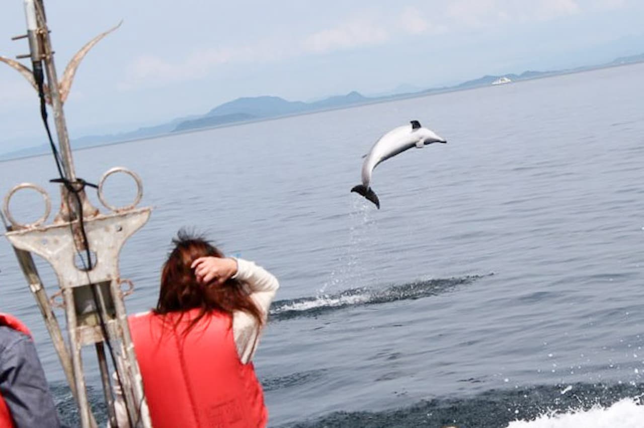 Dolphin Watching Experience in Amakusa - تصویر 6