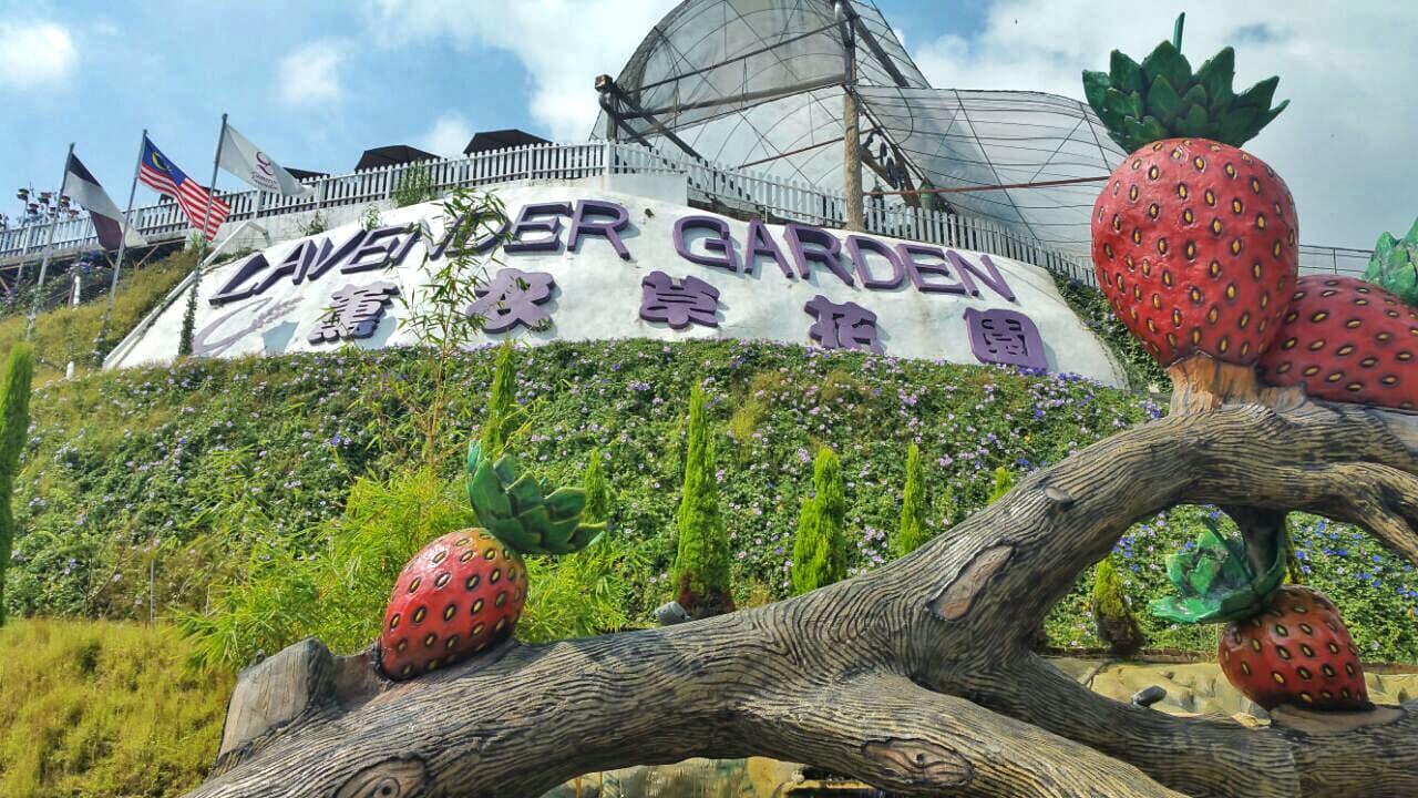 Cameron Highlands Tour from Kuala Lumpur - تصویر 5