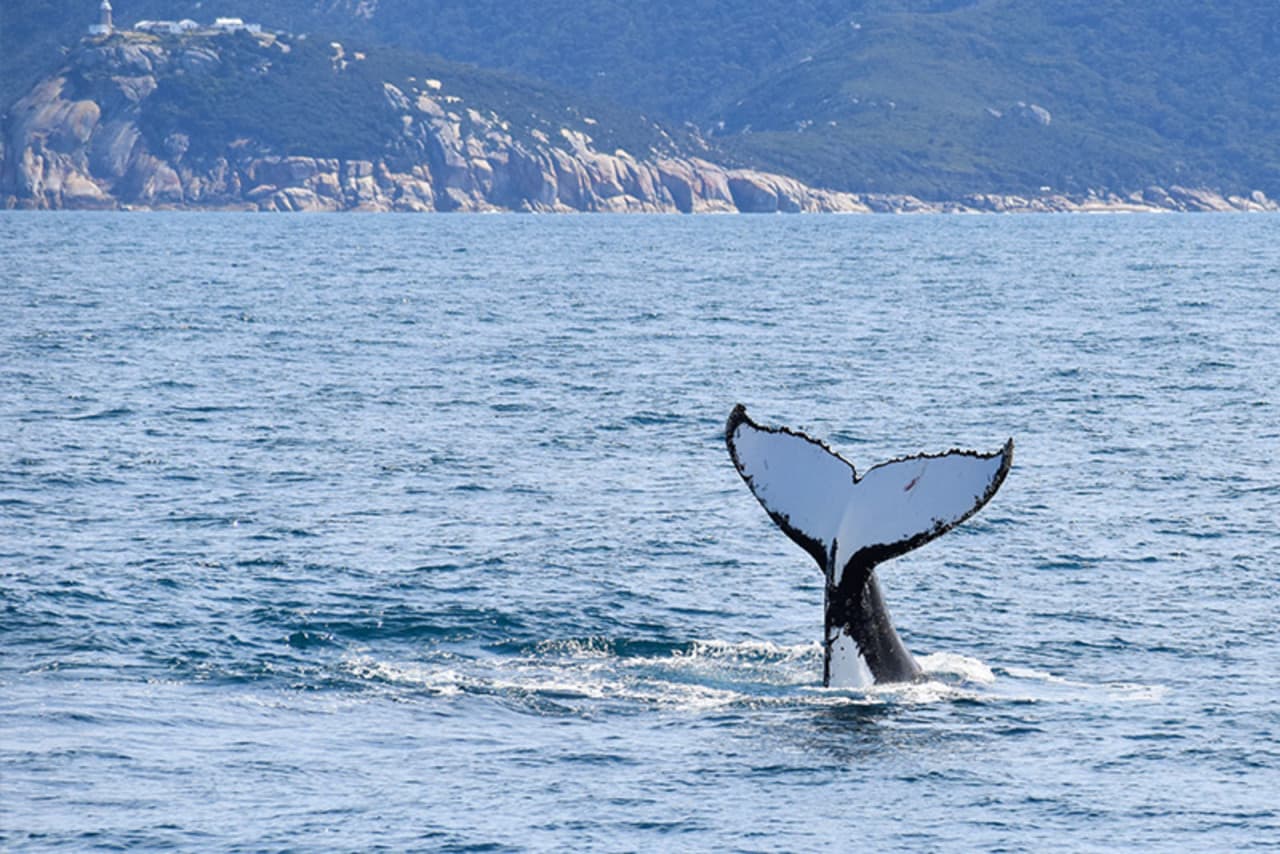 Wilsons Promontory Whale Watching Sightseeing Cruise - تصویر 4