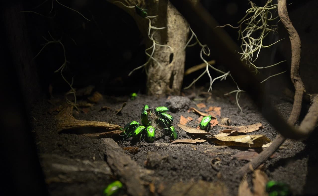 Entopia by Penang Butterfly Farm Ticket - تصویر 17