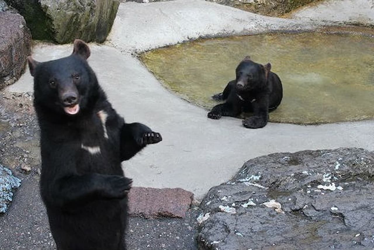 Gifu Okuhida Bears Park Ticket - تصویر 8