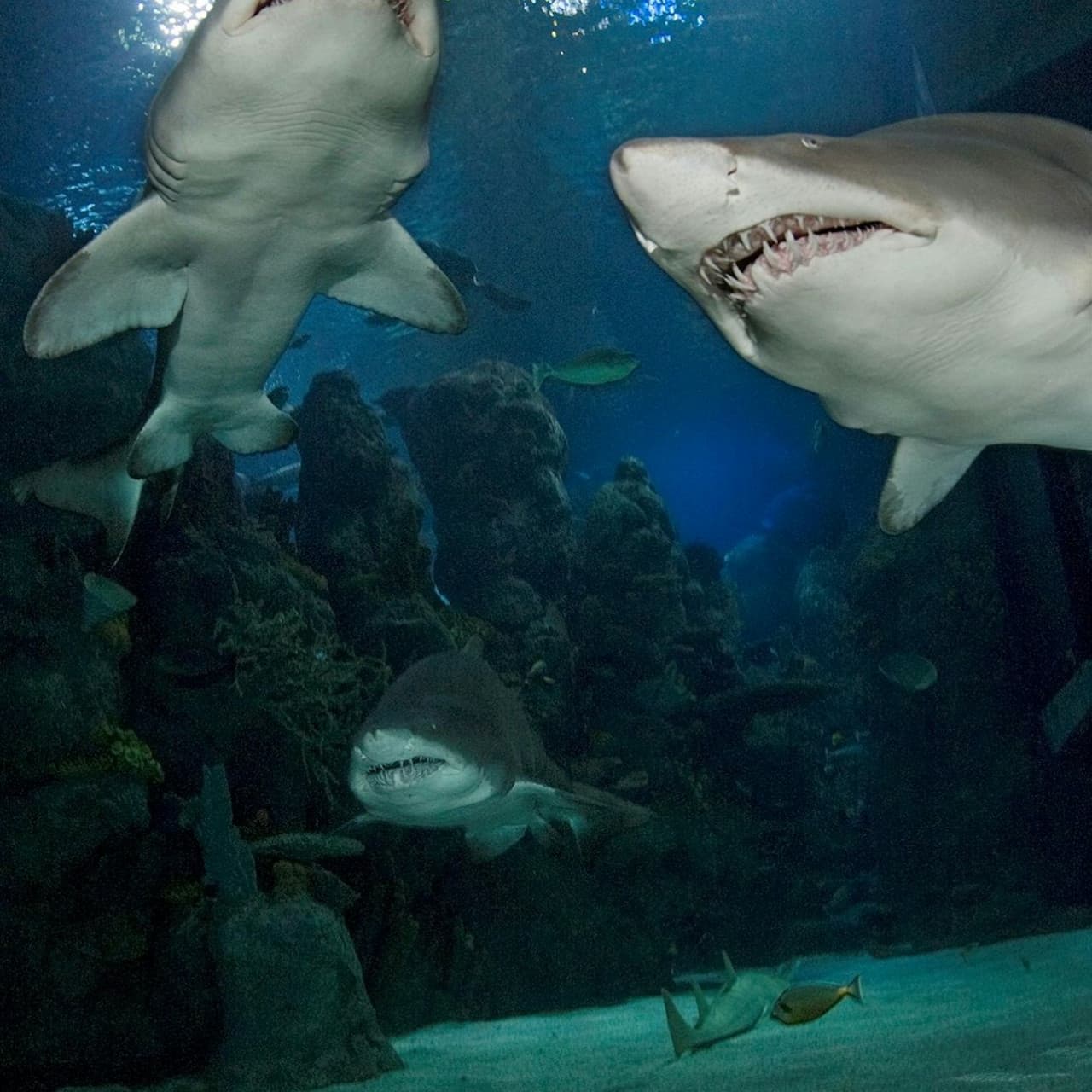 Downtown Aquarium Denver Ticket - تصویر 9
