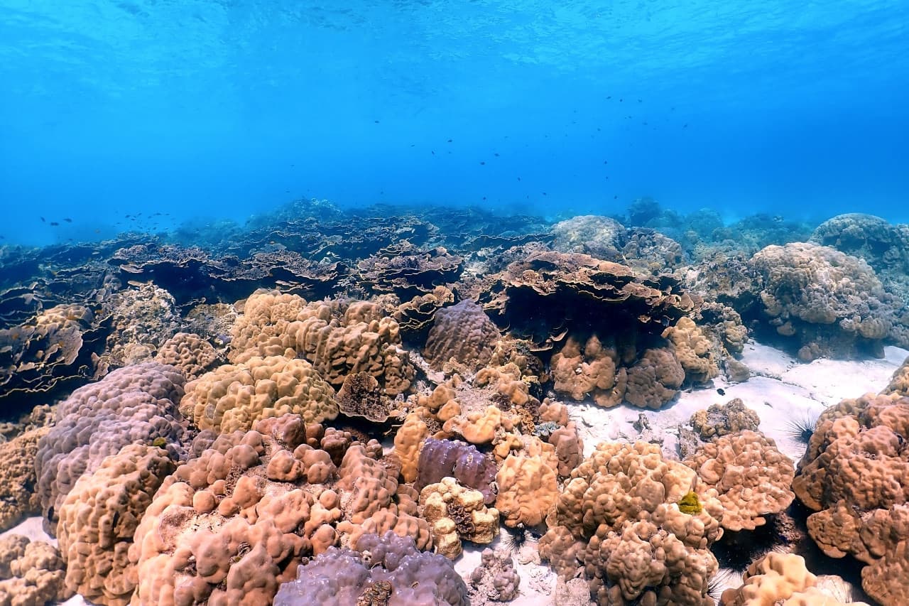 Raya Noi, Raya Yai, and Maiton Island Snorkelling Tour from Phuket - تصویر 10