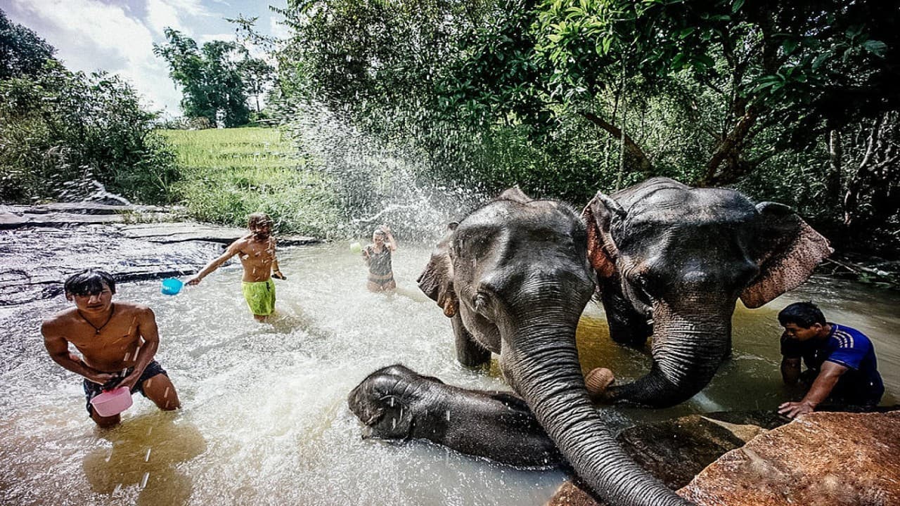 Elephant Jungle Sanctuary Chiang Mai - تصویر اصلی