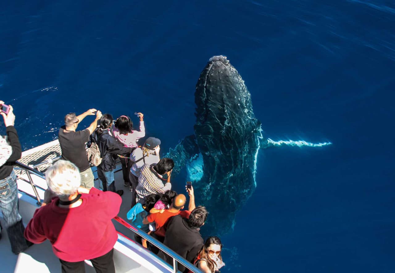 Gold Coast Whale Watching Cruise aboard Sea World Cruises - تصویر 3