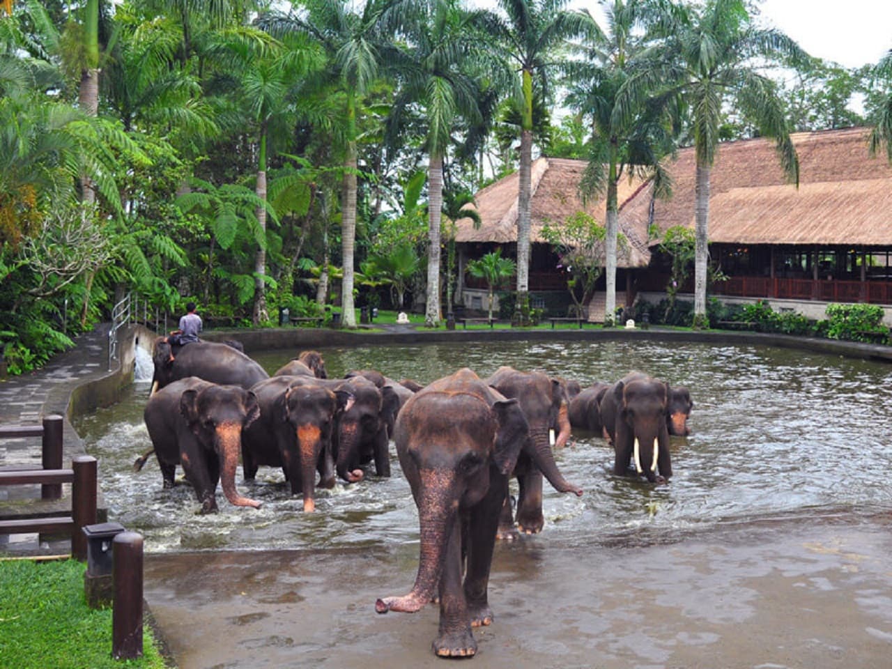 Mason Elephant Park Bali by Mason Adventures (Formerly known as Elephant Safari Park) - تصویر 9