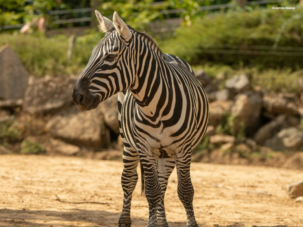 Colchester Zoo Ticket - تصویر اصلی