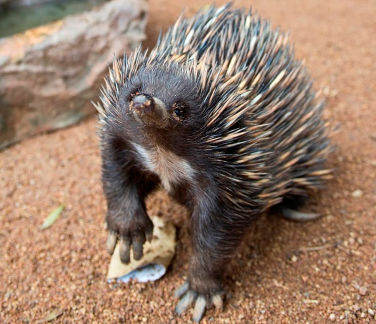 WILD LIFE Sydney Zoo Direct Entry Ticket - تصویر 12