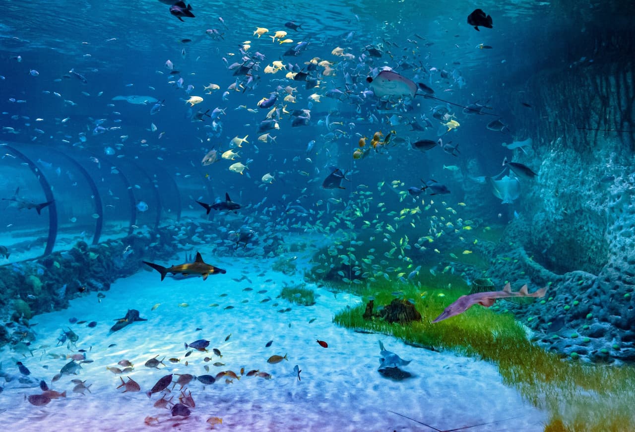 The National Aquarium Abu Dhabi Ticket - تصویر 2