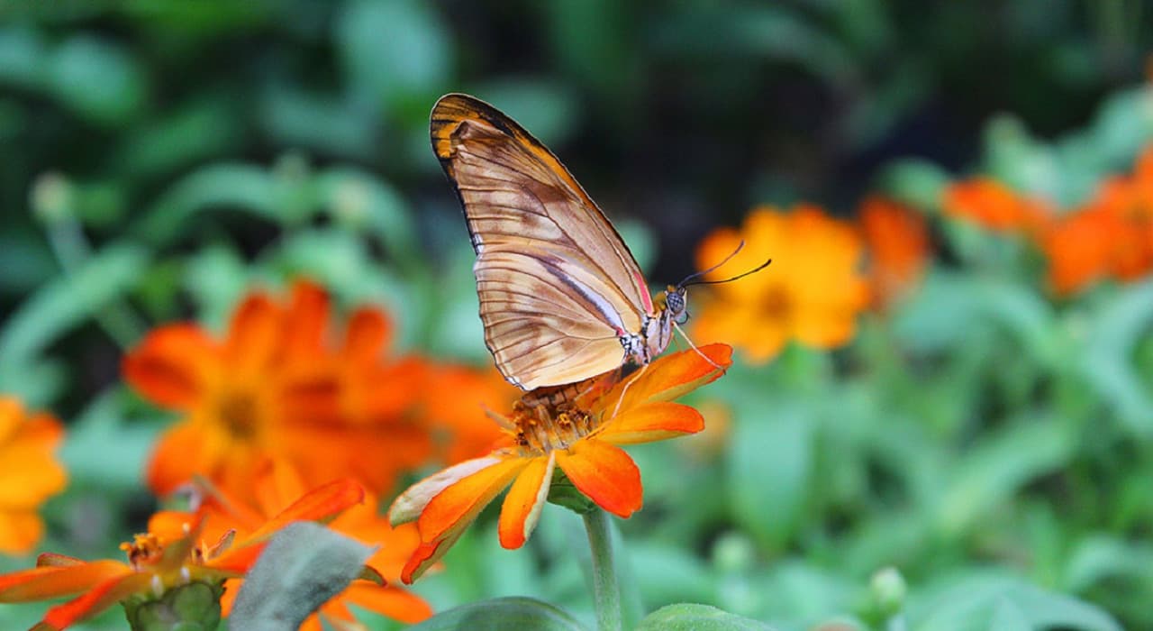 COMBO: Dubai Miracle Garden + Dubai Butterfly Garden Tickets - تصویر 6