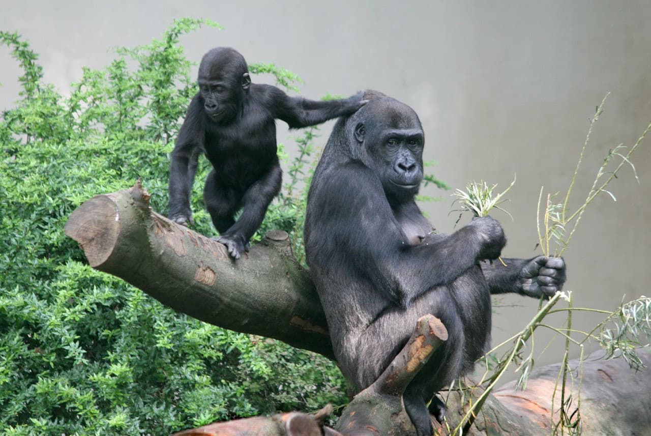 ARTIS Royal Zoo - تصویر 4
