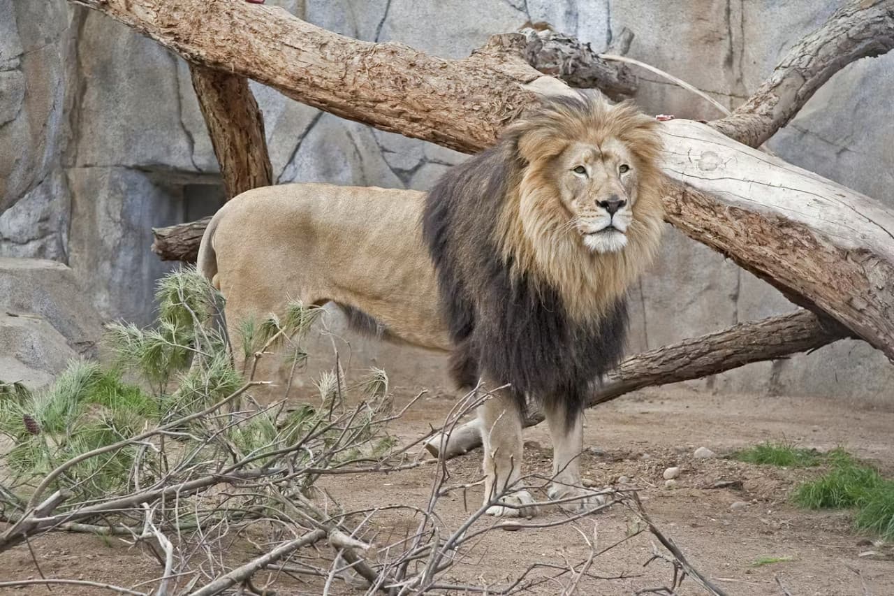 2-Visit Pass: San Diego Zoo + San Diego Zoo Safari Park Tickets - تصویر 6