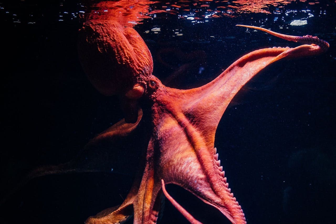 Oceanário de Lisboa Ticket - تصویر 9