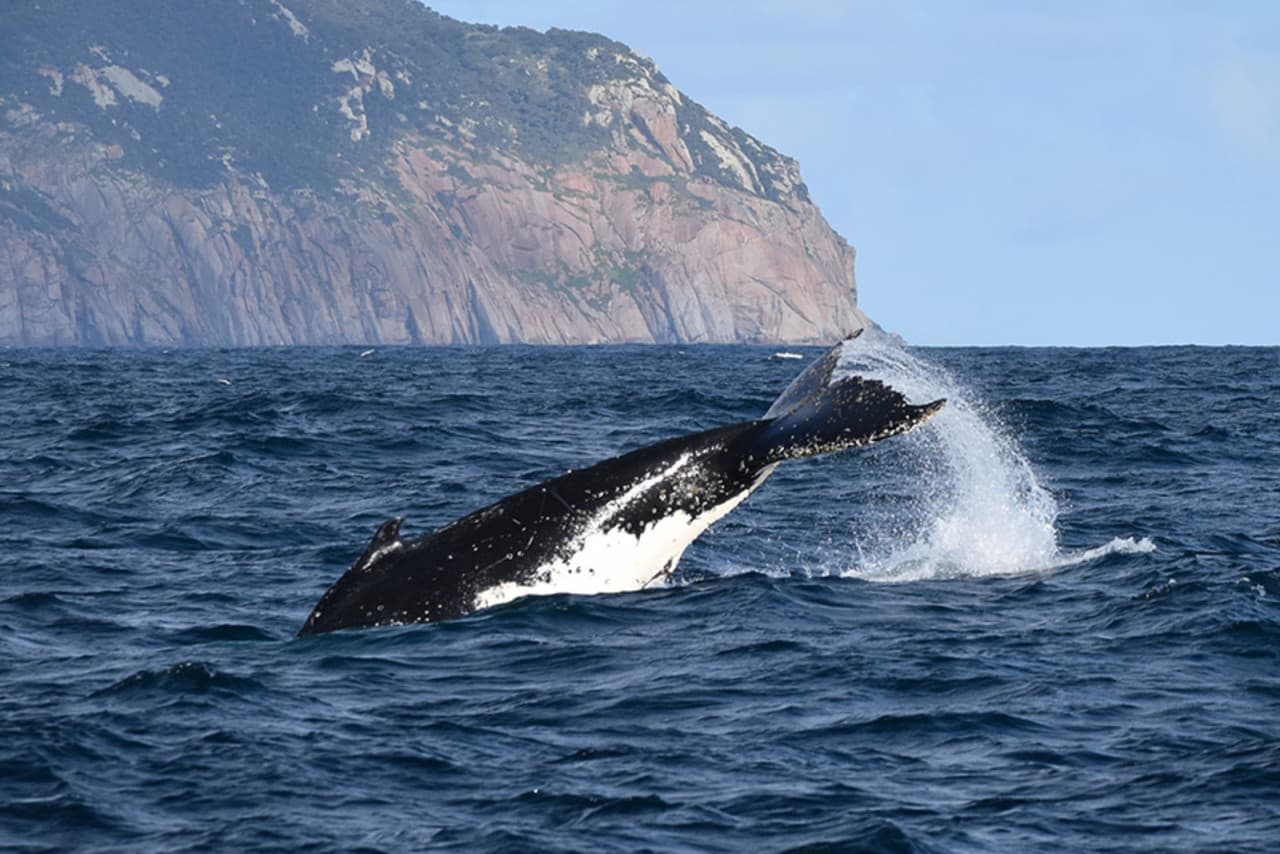 Wilsons Promontory Whale Watching Sightseeing Cruise - تصویر 3