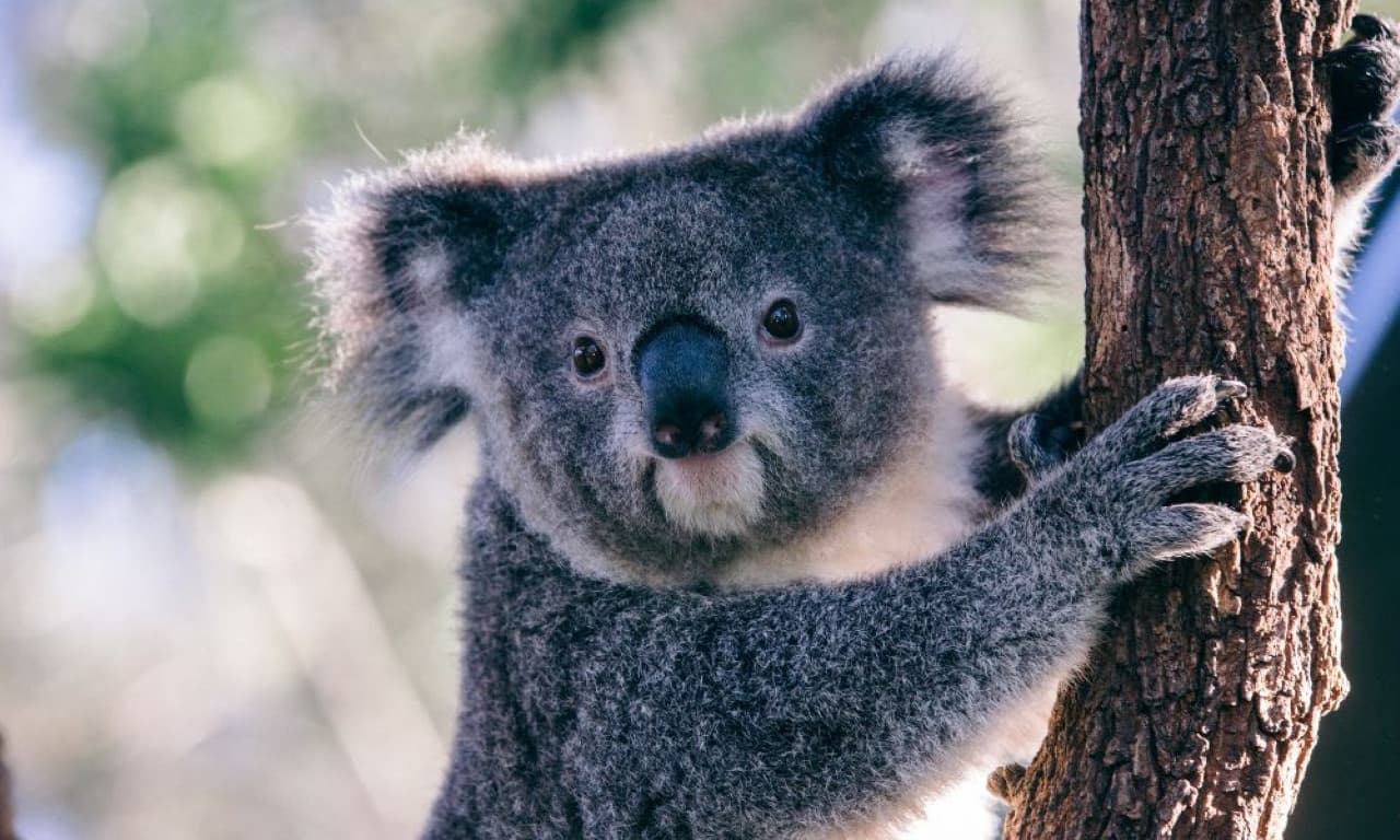 Taronga Zoo Ticket with Optional Round Trip Ferry - تصویر 3