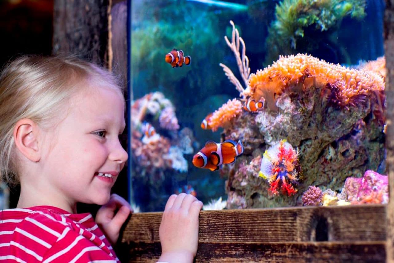 SEA LIFE Oberhausen Aquarium Ticket - تصویر اصلی