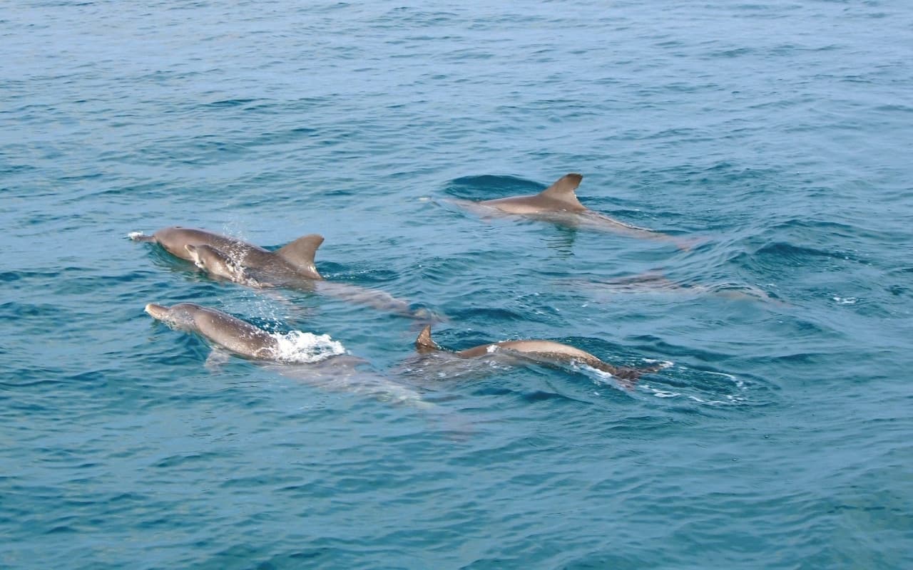Raya Noi, Raya Yai, and Maiton Island Snorkelling Tour from Phuket - تصویر 3