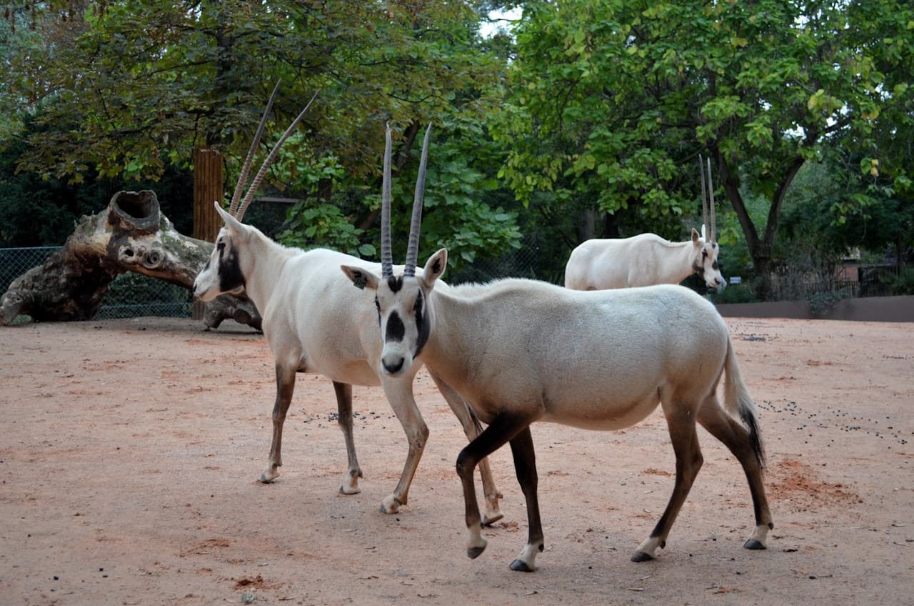 Ménagerie, Zoo of the Jardin des Plantes - تصویر 3