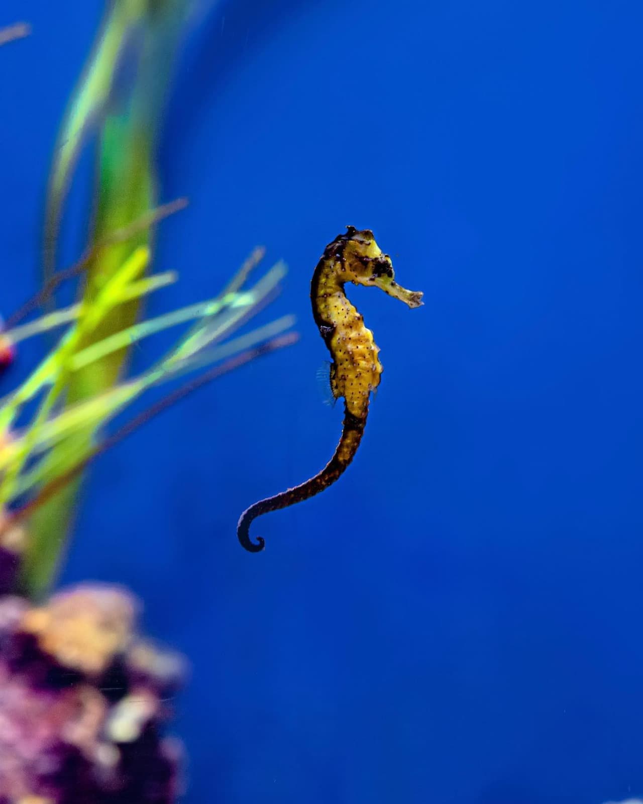 The National Aquarium Abu Dhabi Ticket - تصویر 17