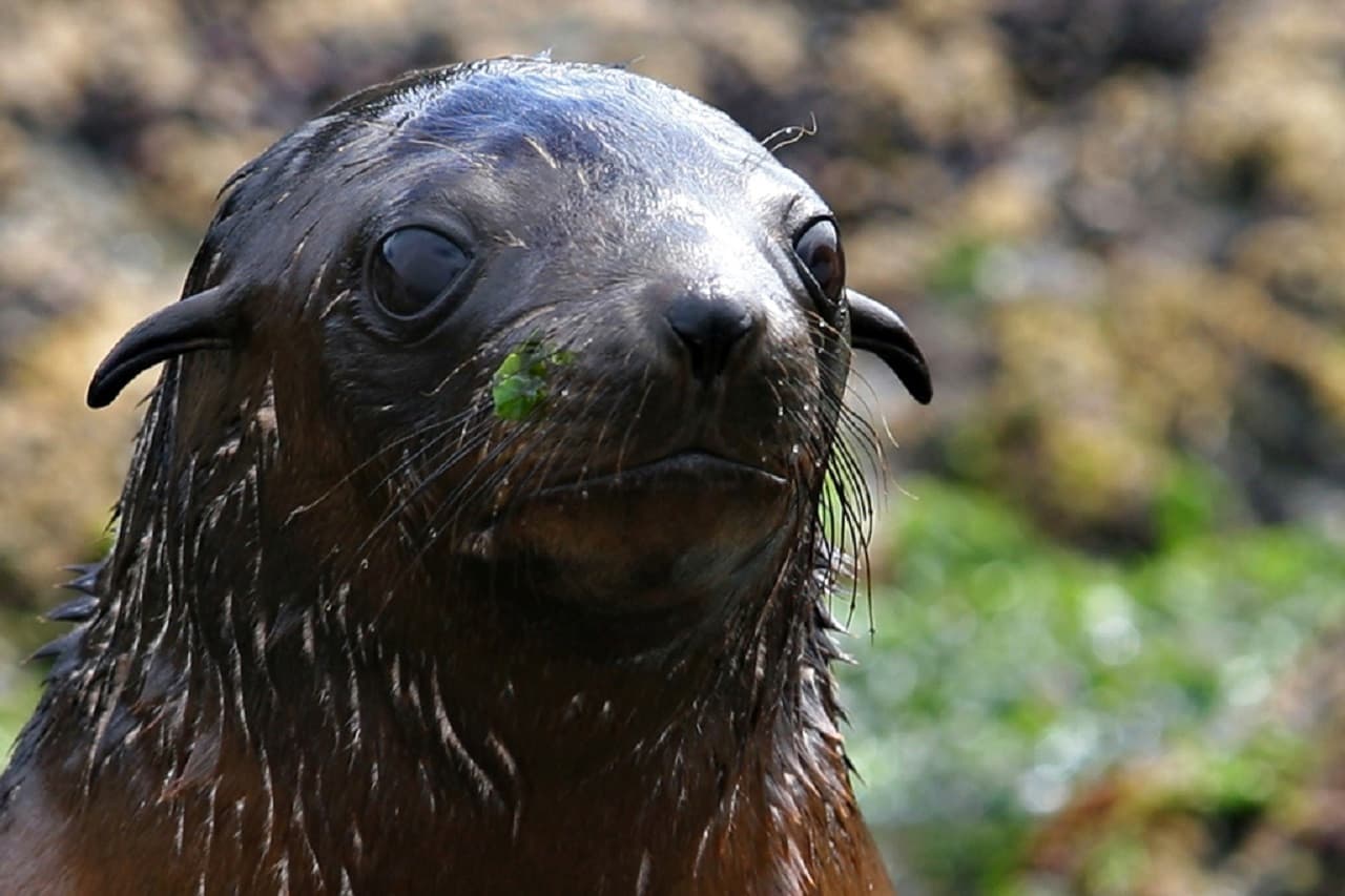 Phillip Island Seal Watching Cruise - تصویر 4