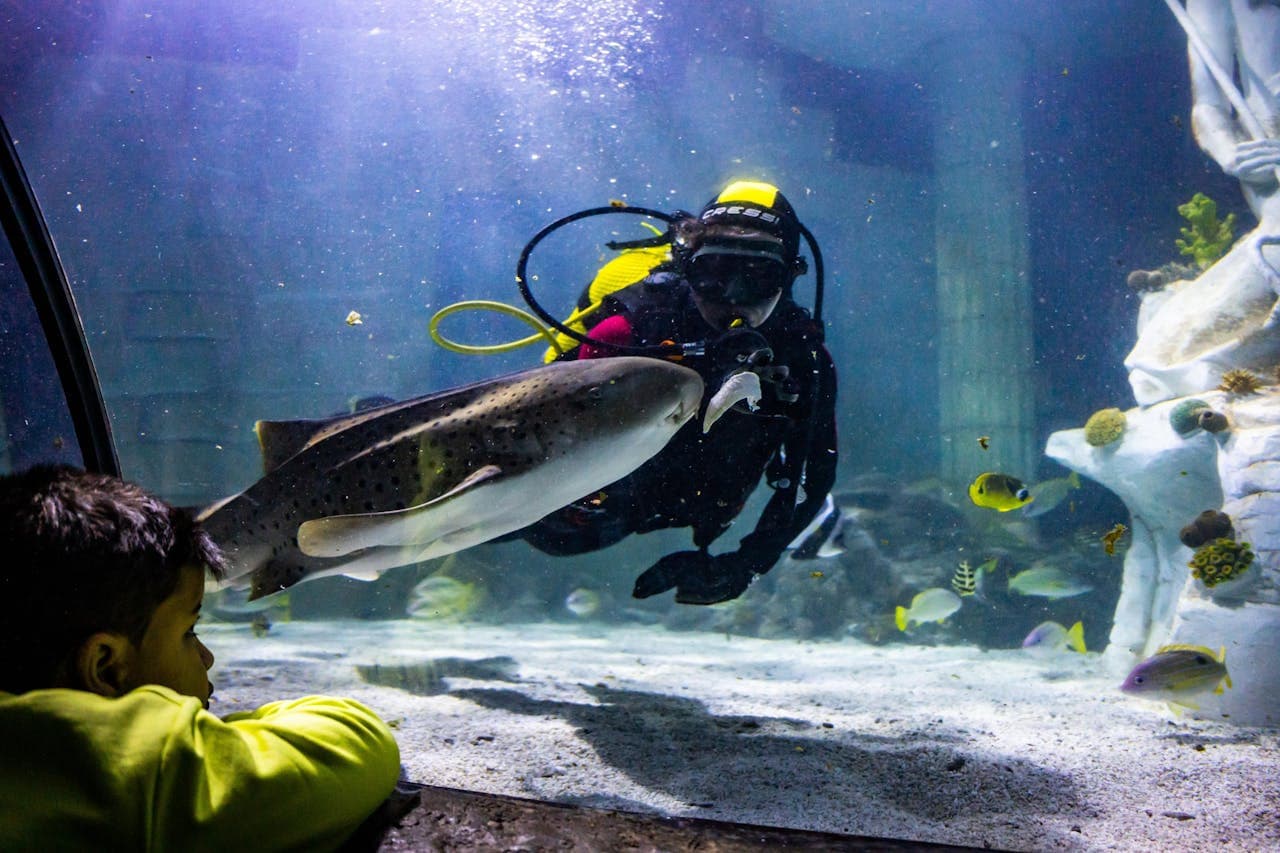 SEA LIFE Porto Ticket - تصویر 2