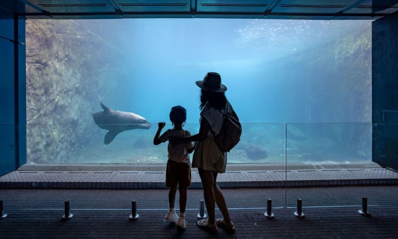 Taronga Zoo Ticket with Optional Round Trip Ferry - تصویر 6