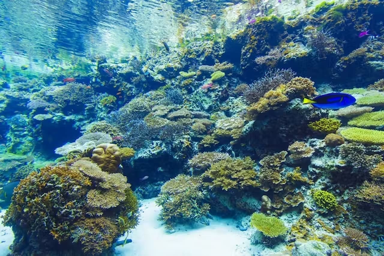 Okinawa Churaumi Aquarium Ticket - تصویر 7