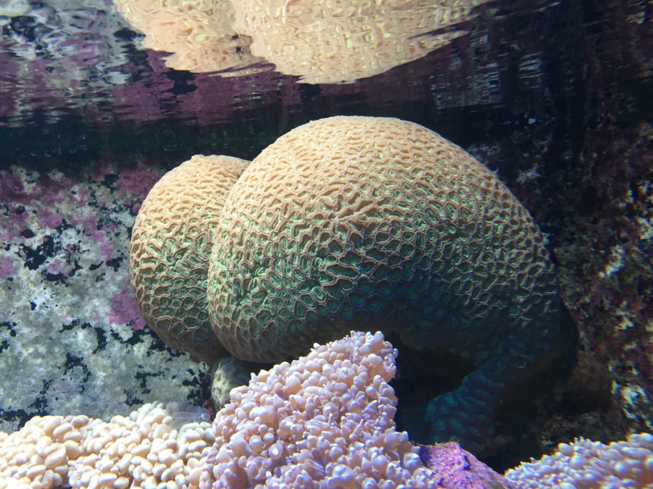 Underwater World Langkawi Ticket - تصویر 7