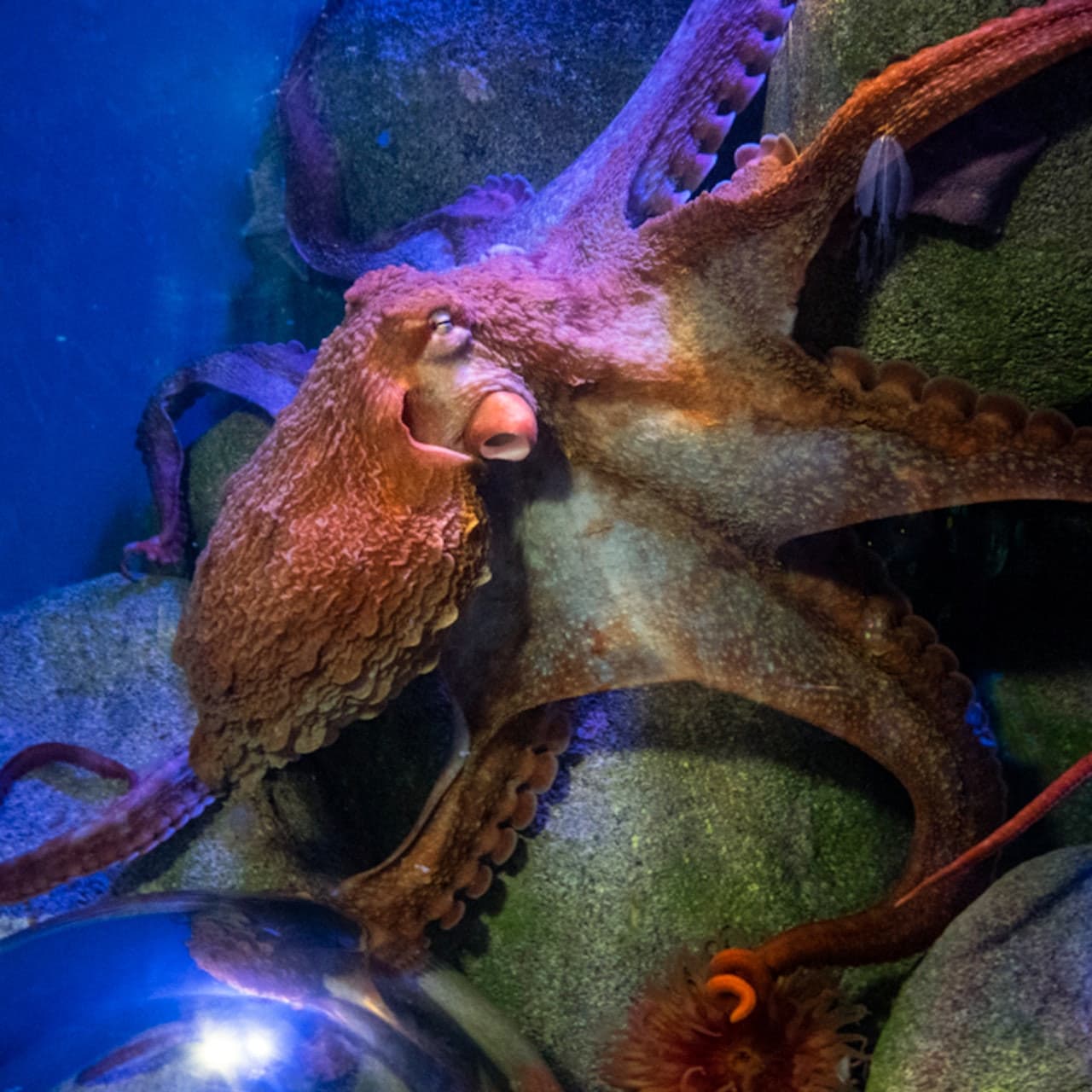 New York Aquarium - تصویر 4