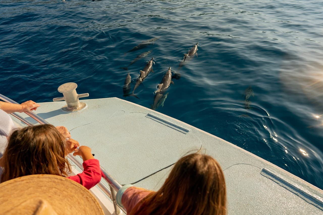 Kona Dolphin Watching Cruise with Snorkelling Experience - تصویر اصلی