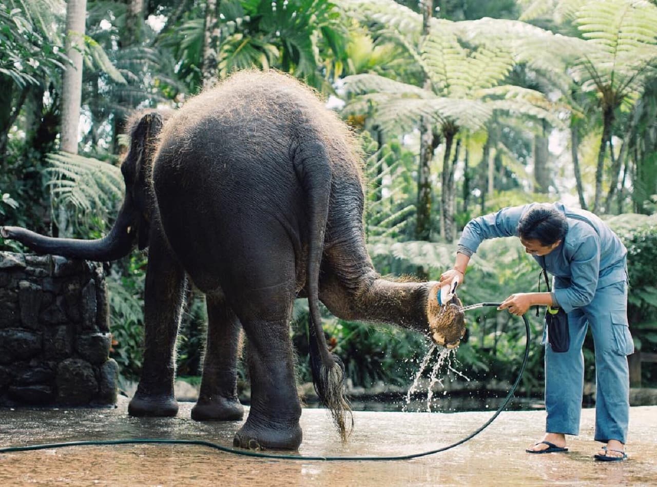 Mason Elephant Park Bali by Mason Adventures (Formerly known as Elephant Safari Park) - تصویر 3