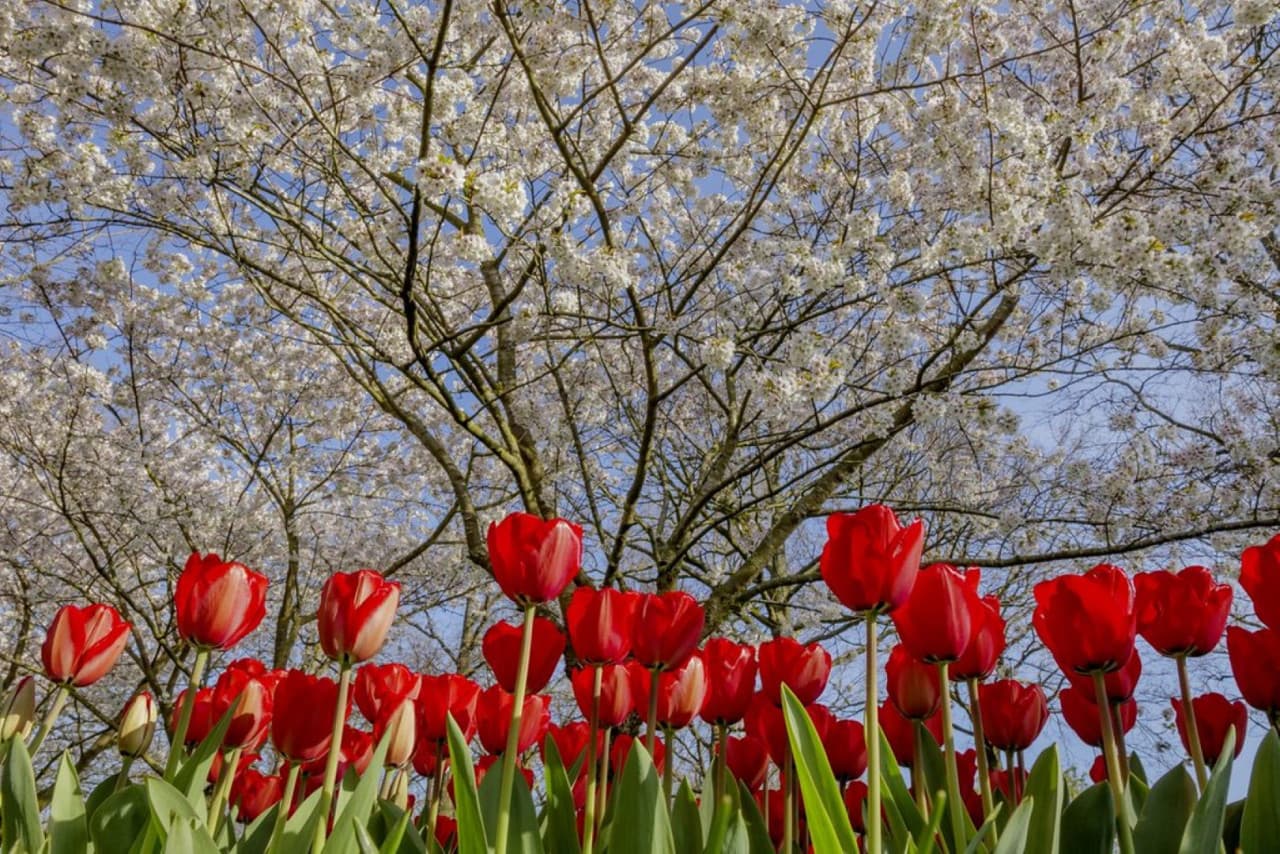 Keukenhof Gardens Ticket with Round Trip Bus Transfer from Amsterdam - تصویر 7