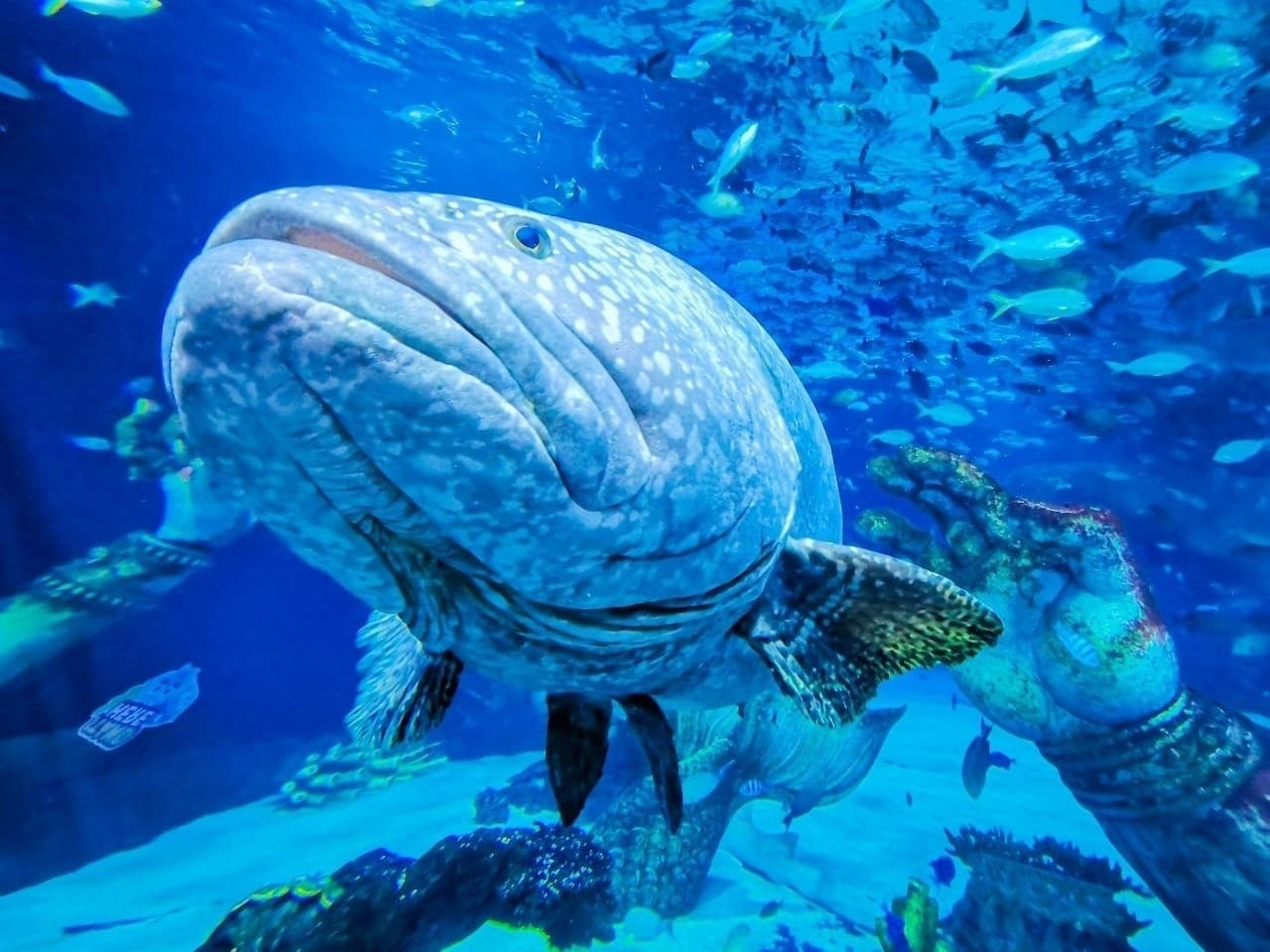 Aquaria Phuket - تصویر 14