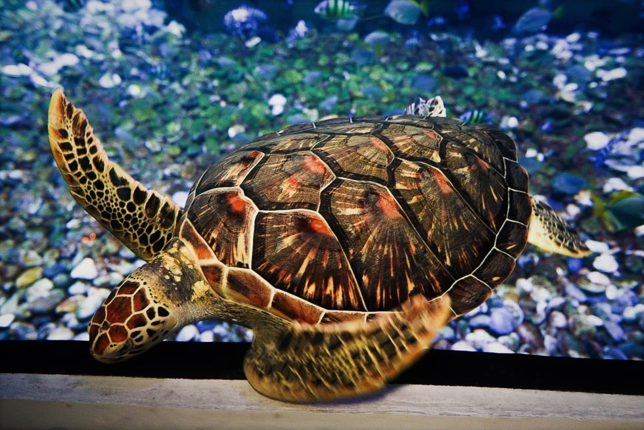 Aquaria Phuket - تصویر 15