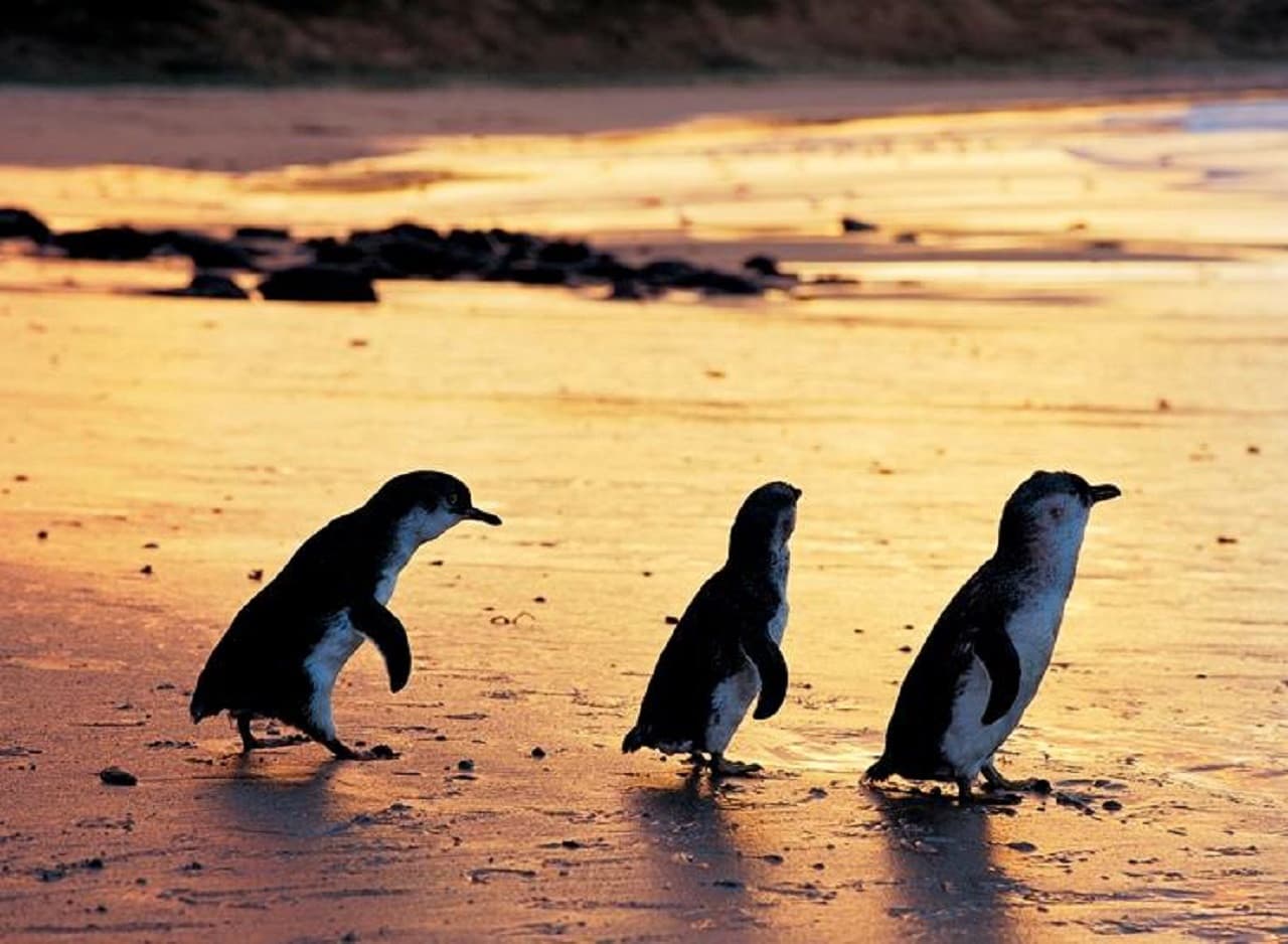 Phillip Island Nature Parks - Three-Park Pass - تصویر 5