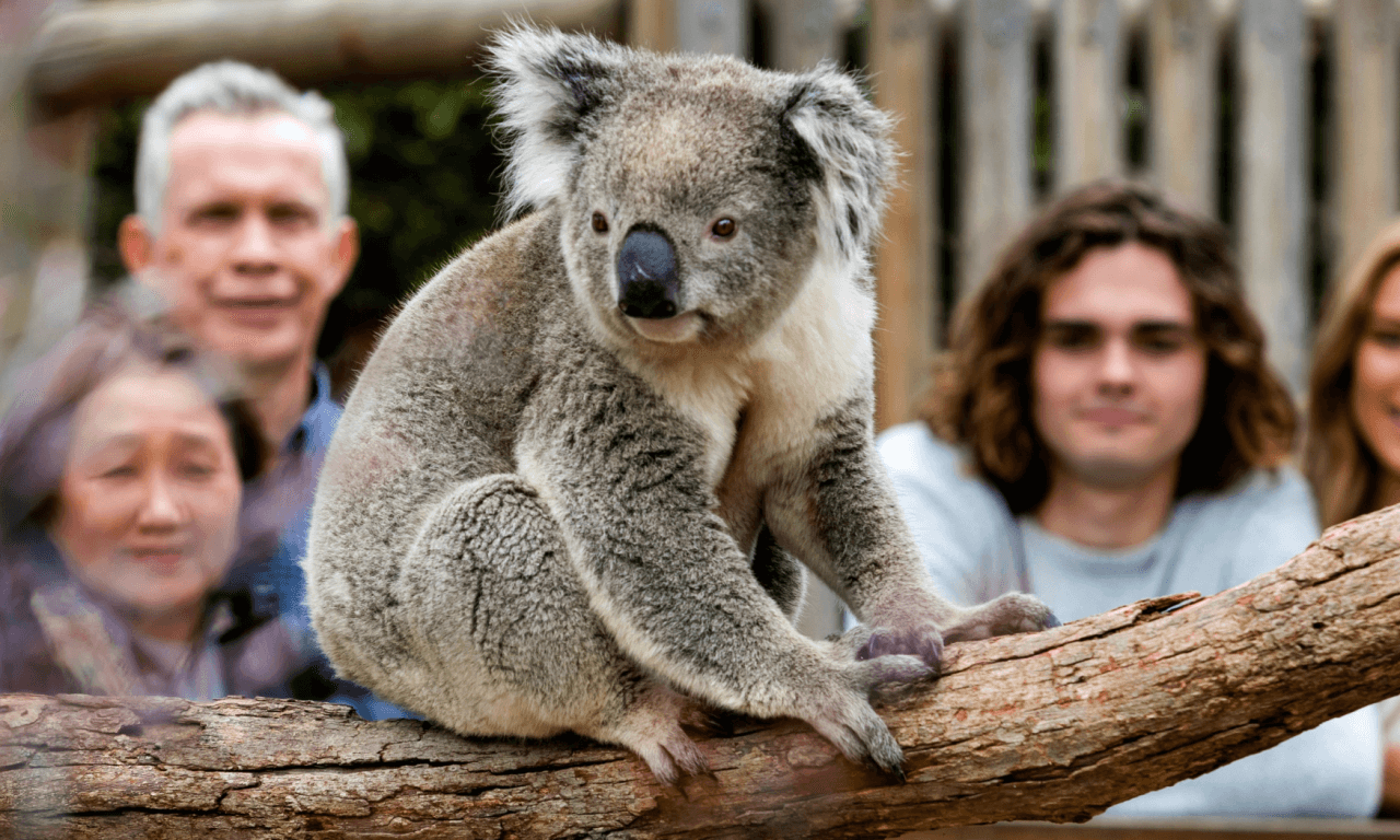 Phillip Island with Penguin Parade Eco Tour - تصویر 25