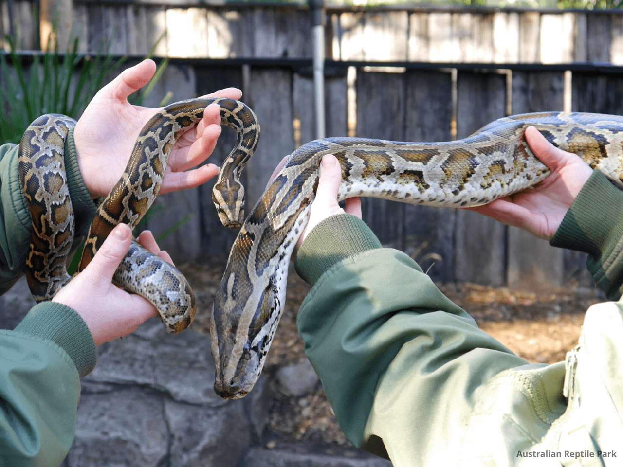 Australian Reptile Park - تصویر 4