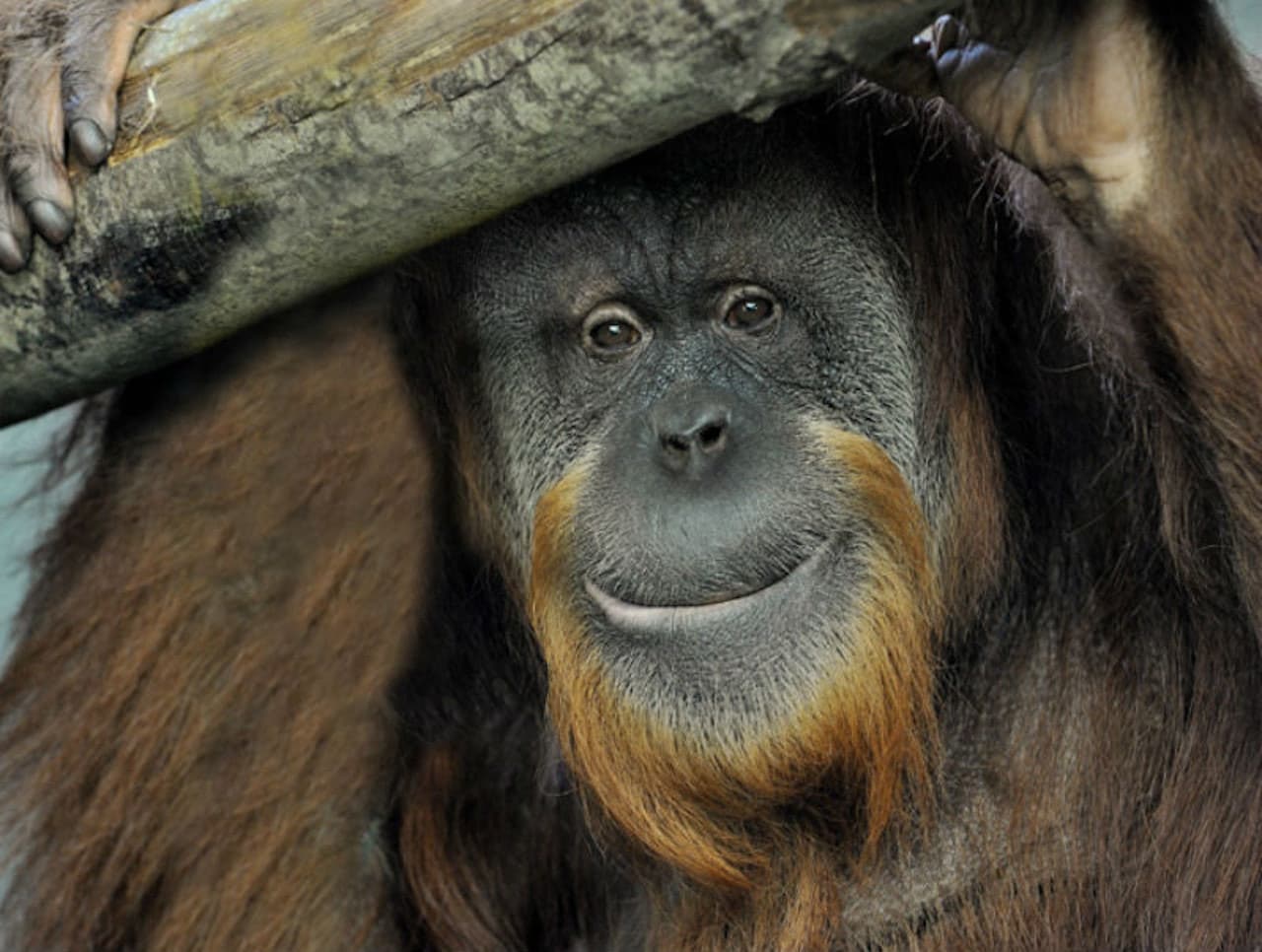 Bioparco: The Zoo of Rome - تصویر 11
