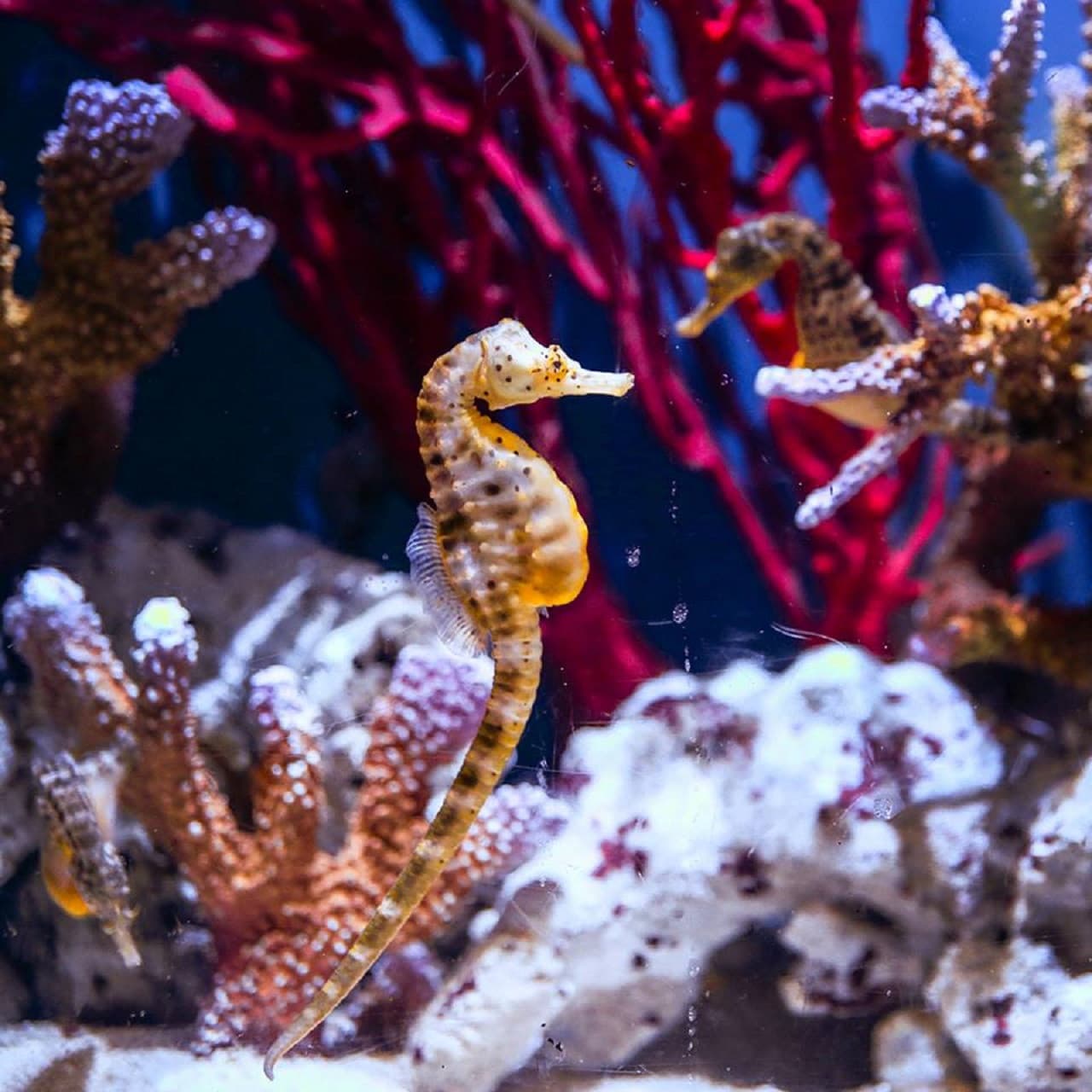 Dubai Aquarium and Underwater Zoo Ticket - تصویر 10