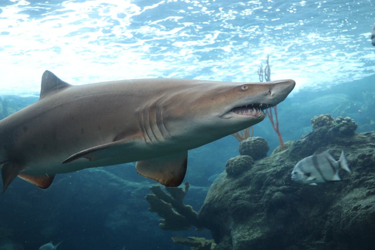 The Florida Aquarium Ticket - تصویر 3