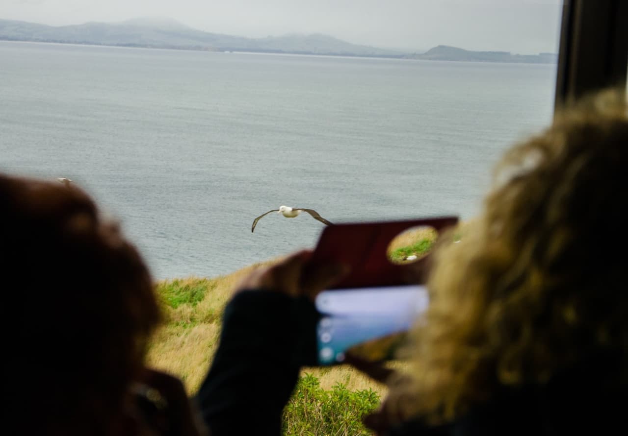 Albatross Classic Guided Tour - تصویر 3