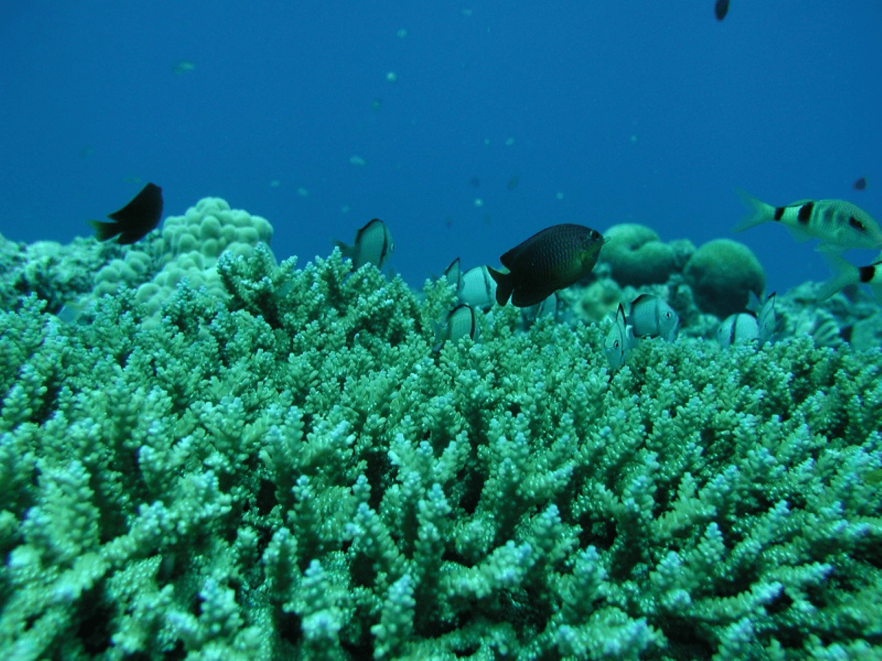 Okinawa Glass Bottom Boat Tour - تصویر 2