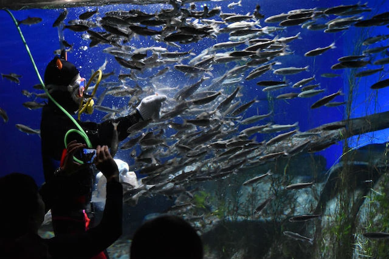 Salmon Hometown Chitose Aquarium Ticket - تصویر 9