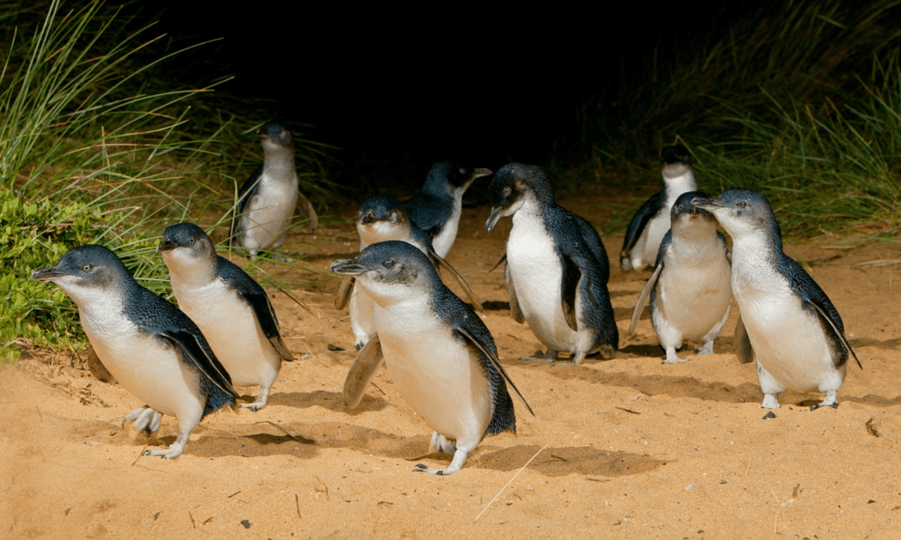 Melbourne City Discovery Tour with Penguin Parade - تصویر اصلی