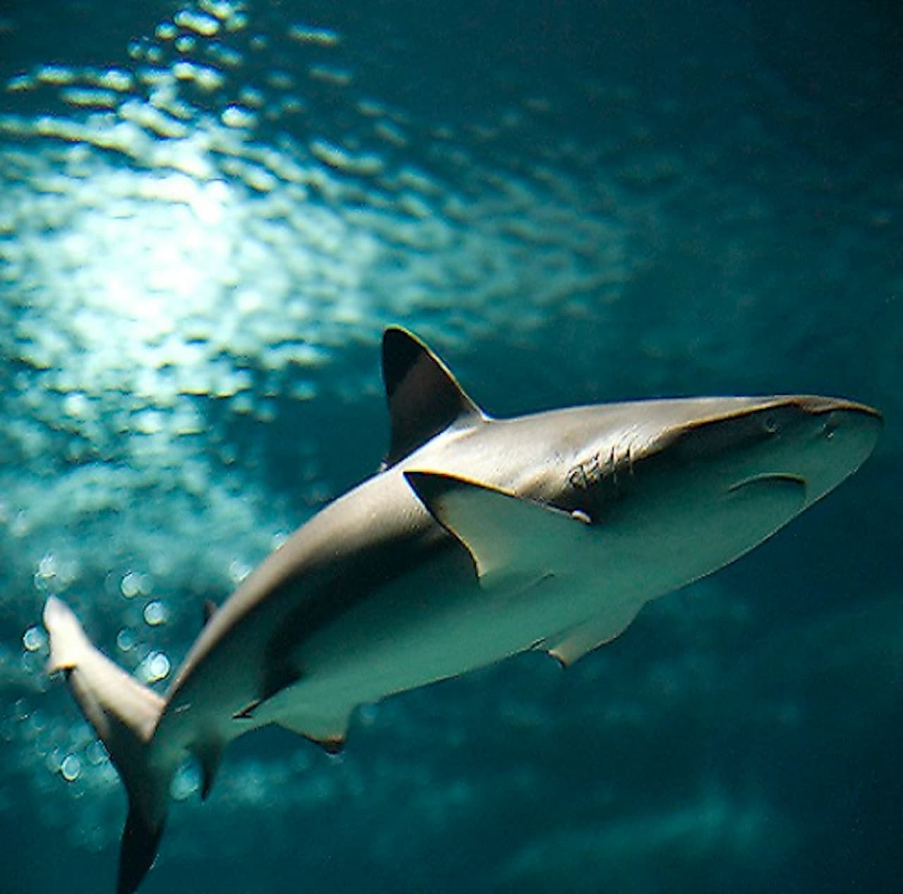 Lanzarote Aquarium Ticket - تصویر 3