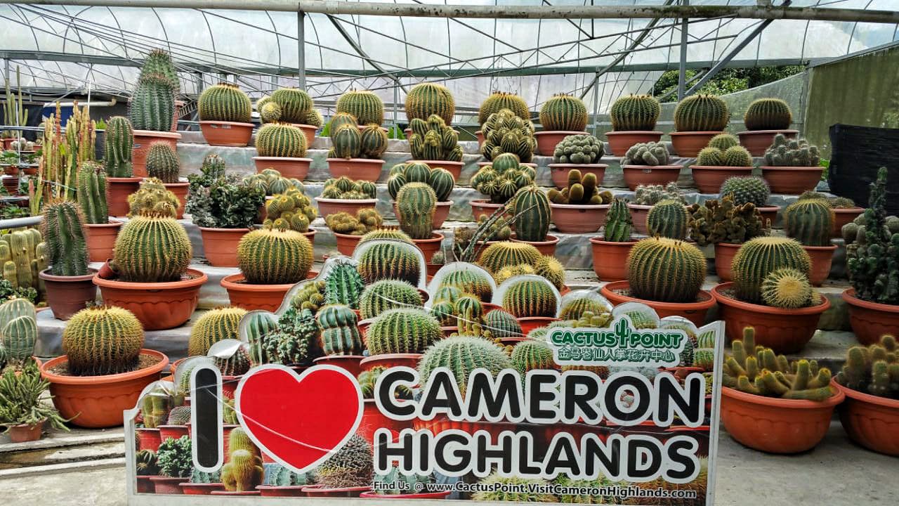 Cameron Highlands Tour from Kuala Lumpur - تصویر 14