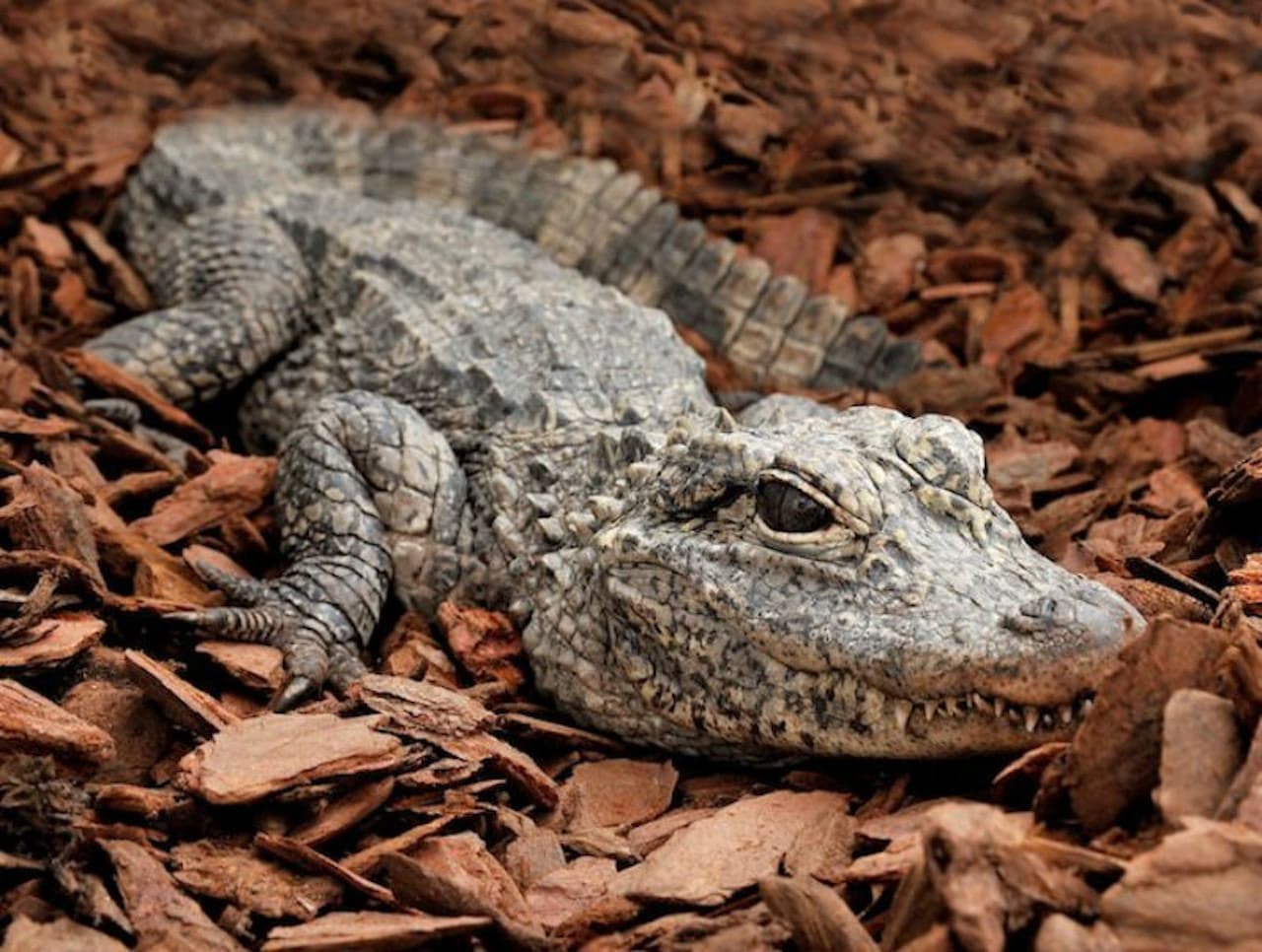 Bioparco: The Zoo of Rome - تصویر 5