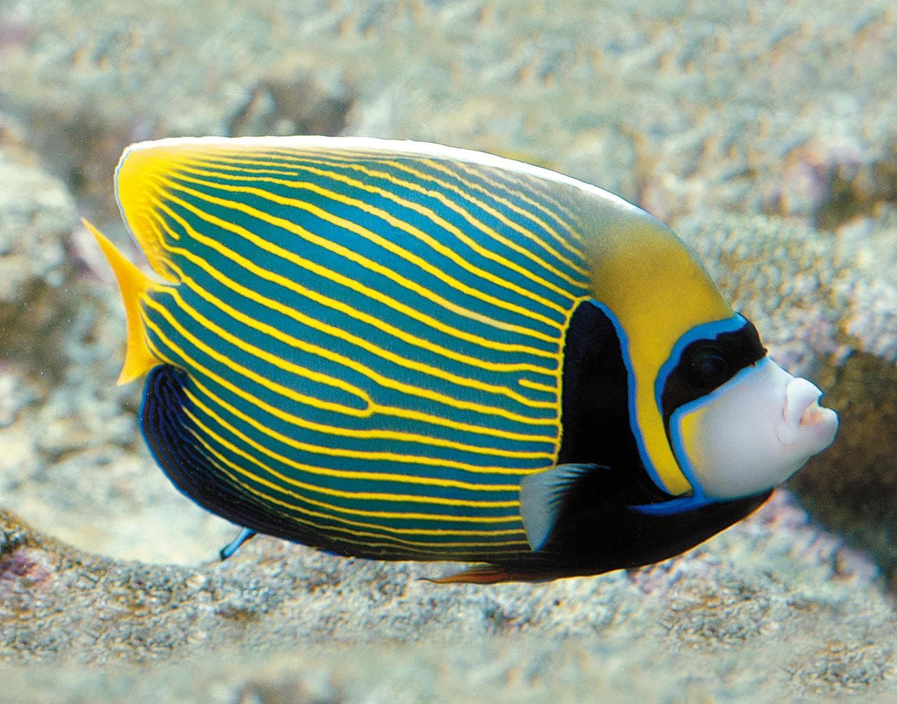 Aquarium of Genoa Ticket - تصویر 8
