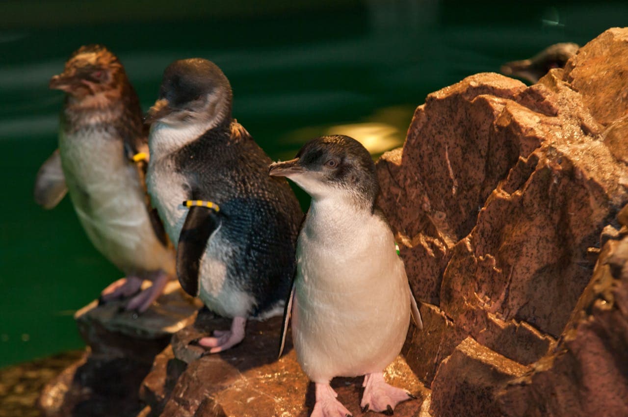 New England Aquarium Ticket - تصویر 14