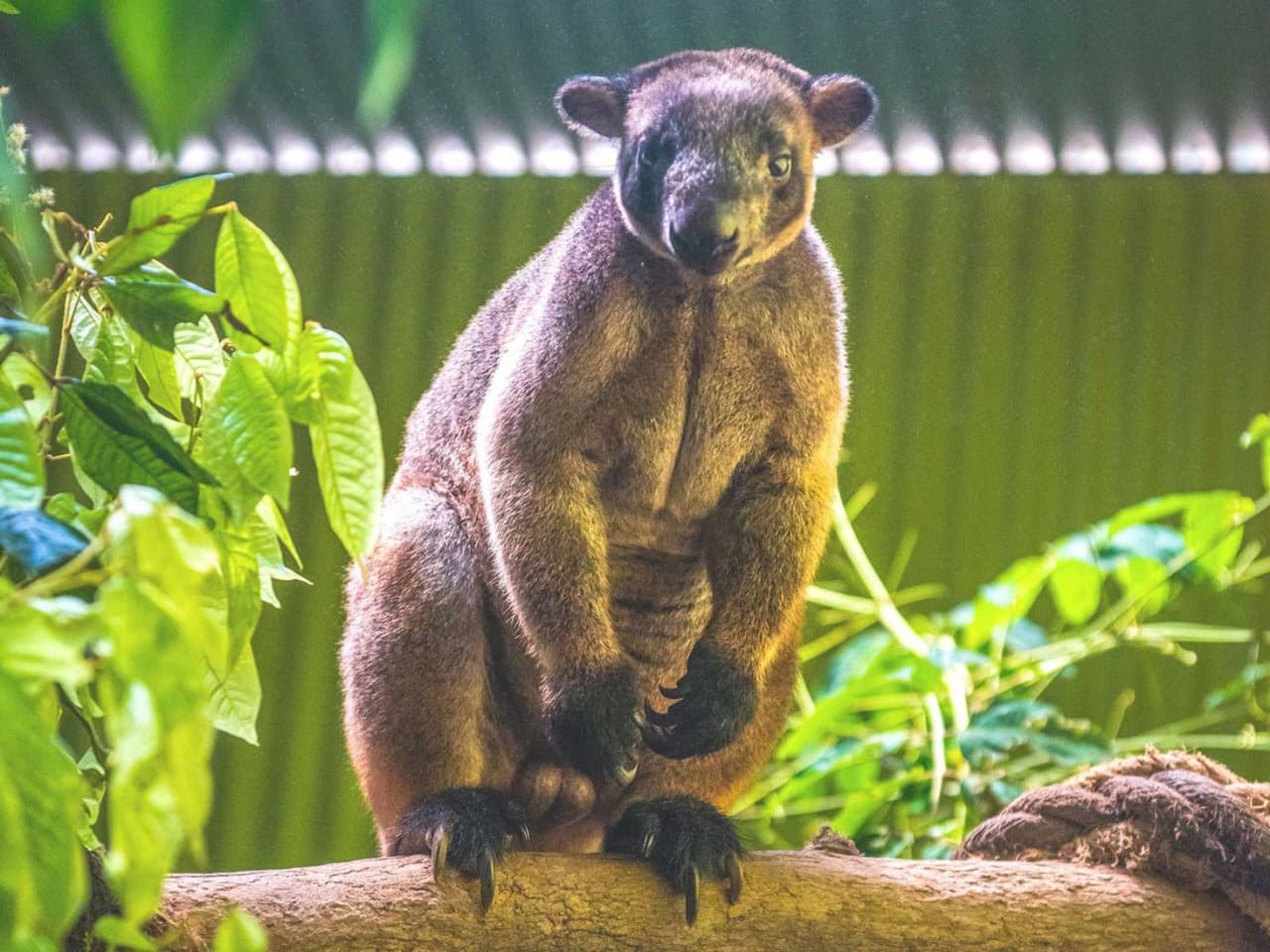 Kuranda Rainforestation Nature Park Full-Day Tour from Cairns - تصویر 14
